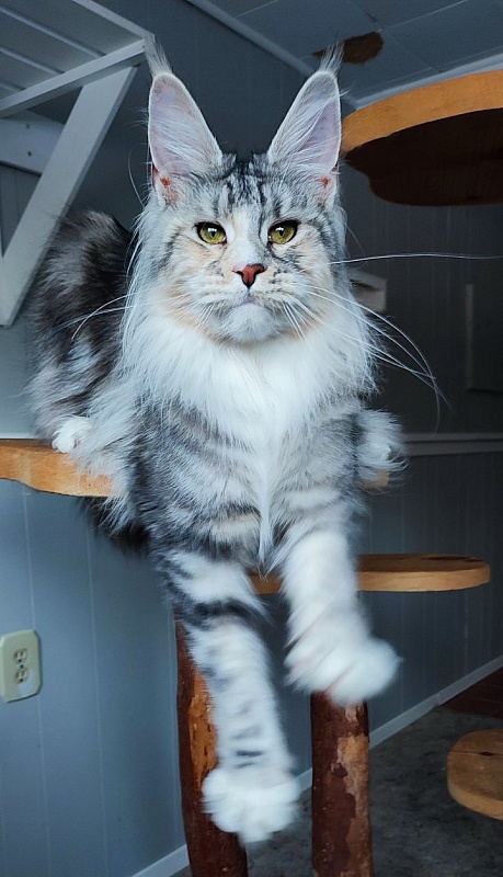 Manissa Monterini - Junior maine-coon 9 months 3.5 weeks