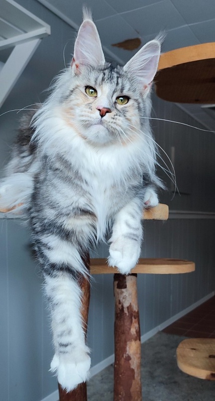 Manissa Monterini - Junior maine-coon 9 months 3.5 weeks