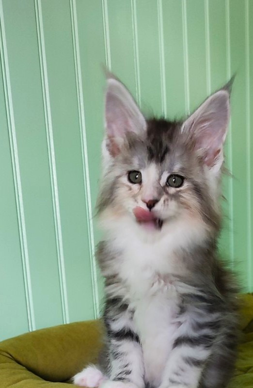 Manissa Monterini - Kitten maine-coon 1 month 2 weeks
