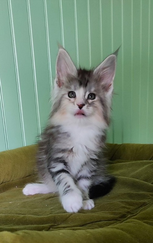 Manissa Monterini - Kitten maine-coon 1 month 2 weeks
