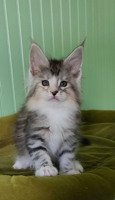 Manissa Monterini - Kitten maine-coon 1 month 2 weeks