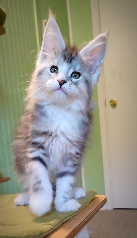Manissa Monterini - Kitten maine-coon 1 month 3.5 weeks