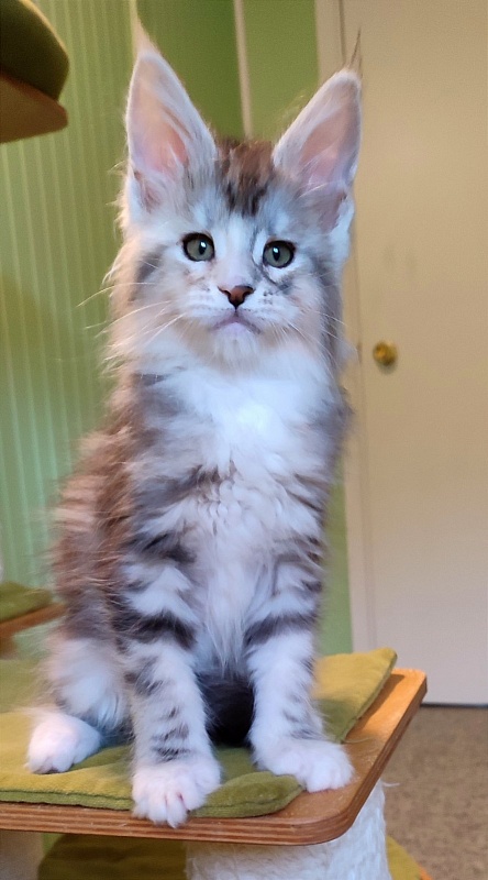 Manissa Monterini - Kitten maine-coon 1 month 3.5 weeks