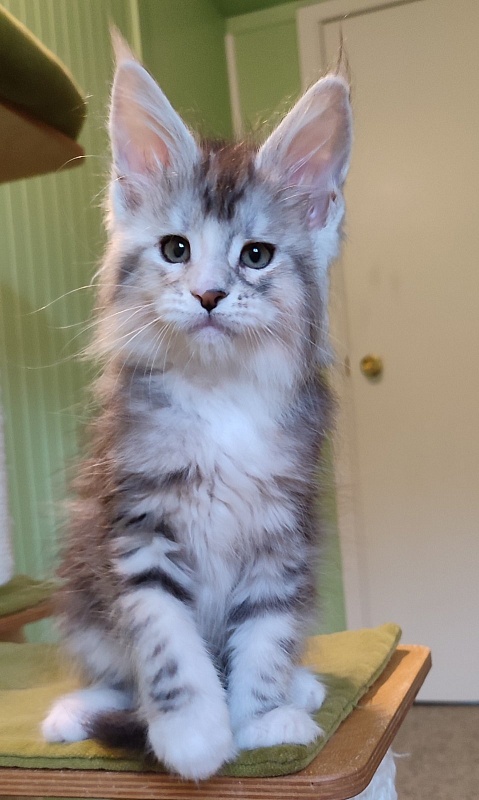 Manissa Monterini - Kitten maine-coon 1 month 3.5 weeks