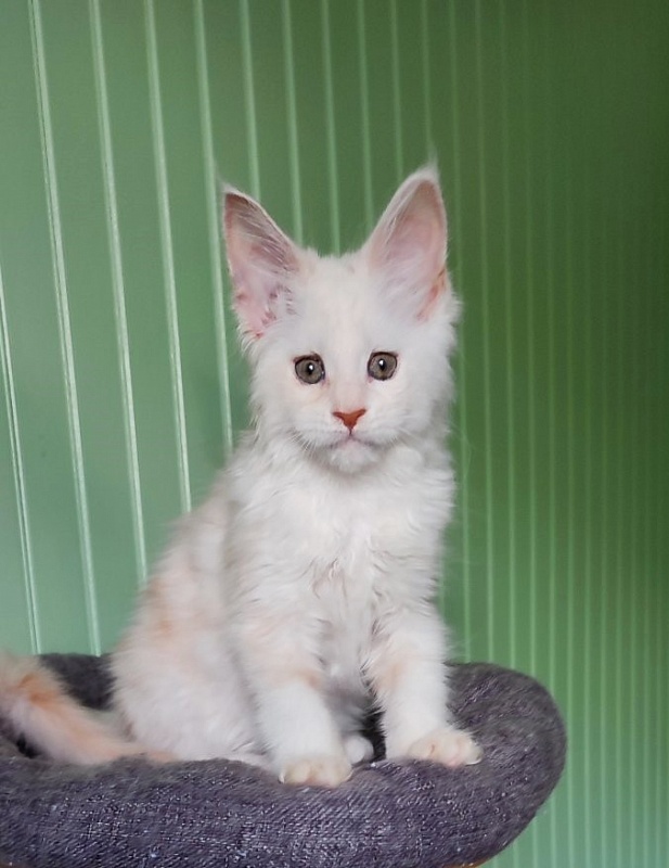 Navia  Monterini - Кошеня мейн-кун 2 місяця 1,5 тиждень