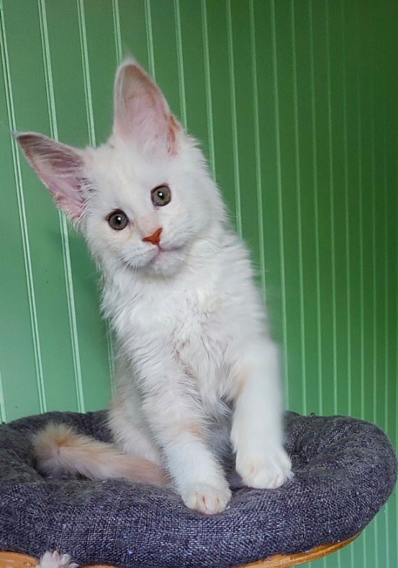 Navia  Monterini - Кошеня мейн-кун 2 місяця 1,5 тиждень