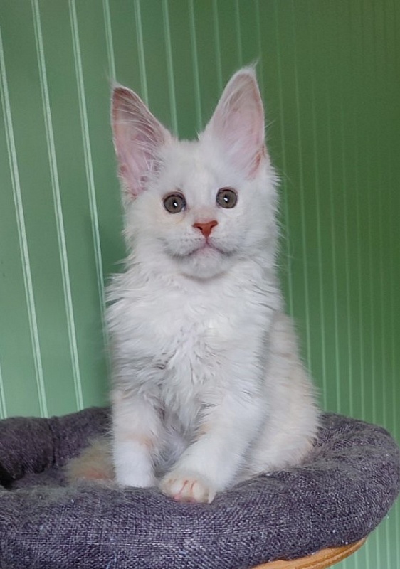 Navia  Monterini - Кошеня мейн-кун 2 місяця 1,5 тиждень