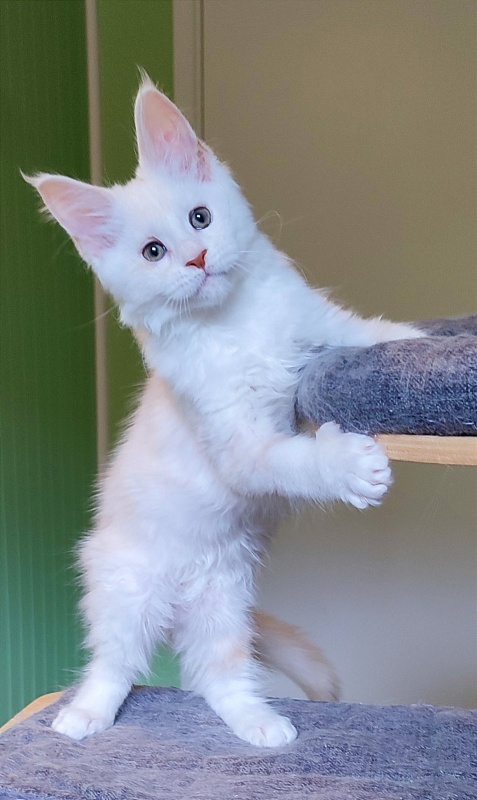 Navia  Monterini - Кошеня мейн-кун 2 місяця 4 тижні