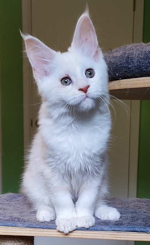 Navia  Monterini - Кошеня мейн-кун 2 місяця 4 тижні