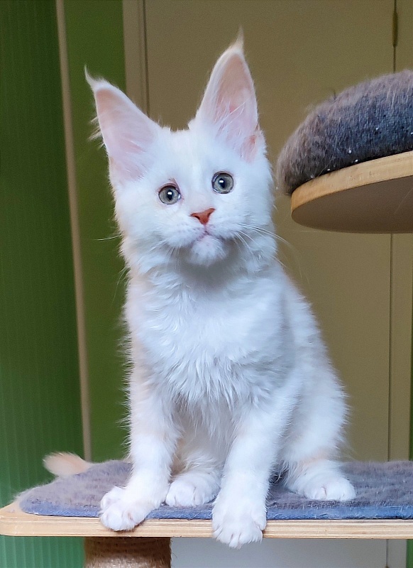 Navia  Monterini - Кошеня мейн-кун 2 місяця 4 тижні