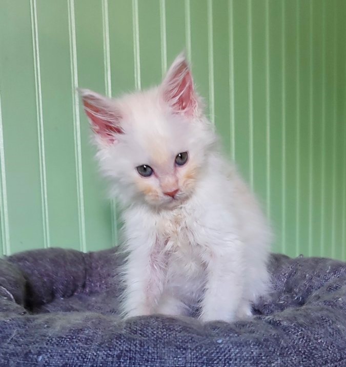 Neeta Monterini - Kitten maine-coon 2 months 1.5 week