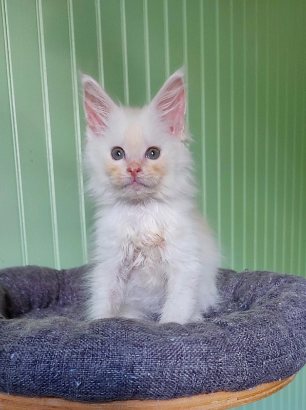 Neeta Monterini - Kitten maine-coon 2 months 1.5 week