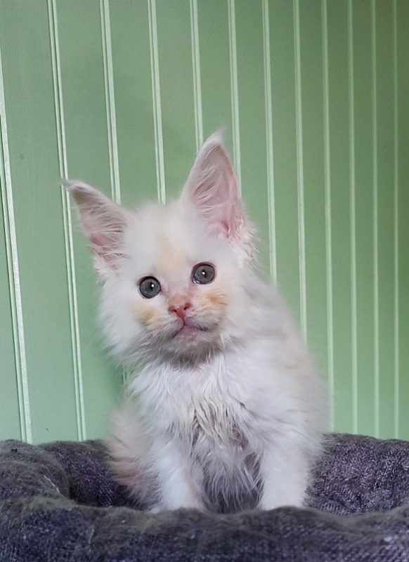Neeta Monterini - Kitten maine-coon 2 months 1.5 week