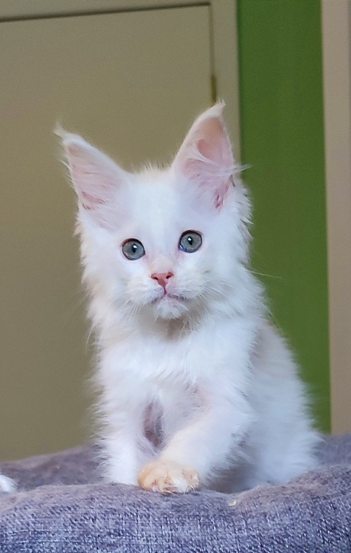 Neeta Monterini - Kitten maine-coon 2 months 4 weeks