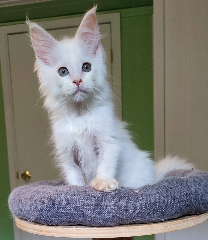 Neeta Monterini - Kitten maine-coon 2 months 4 weeks
