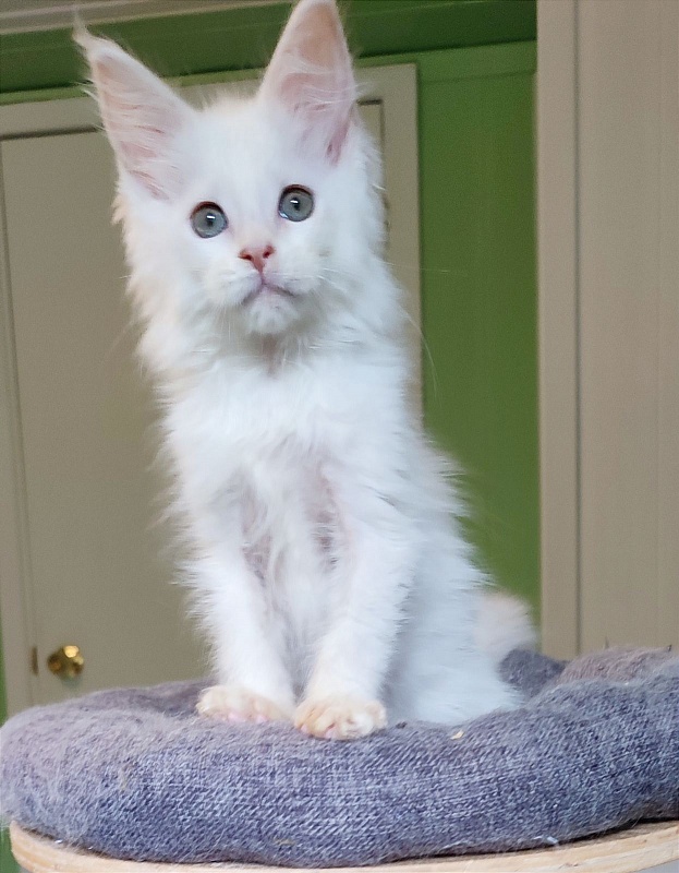 Neeta Monterini - Kitten maine-coon 2 months 4 weeks
