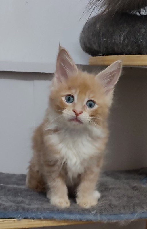 Nori  Monterini - Kitten maine-coon 1 month 3 weeks