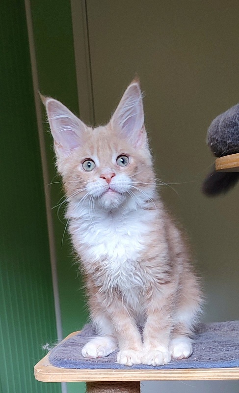 Nori  Monterini - Kitten maine-coon 2 months 4 weeks