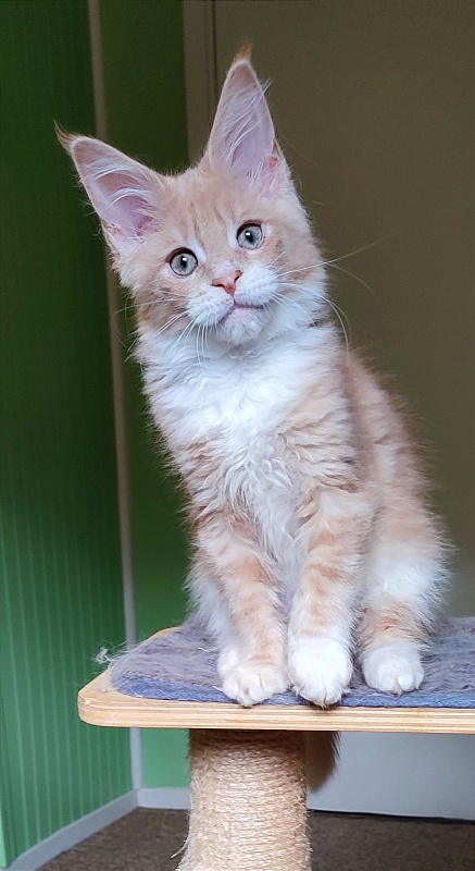 Nori  Monterini - Kitten maine-coon 2 months 4 weeks