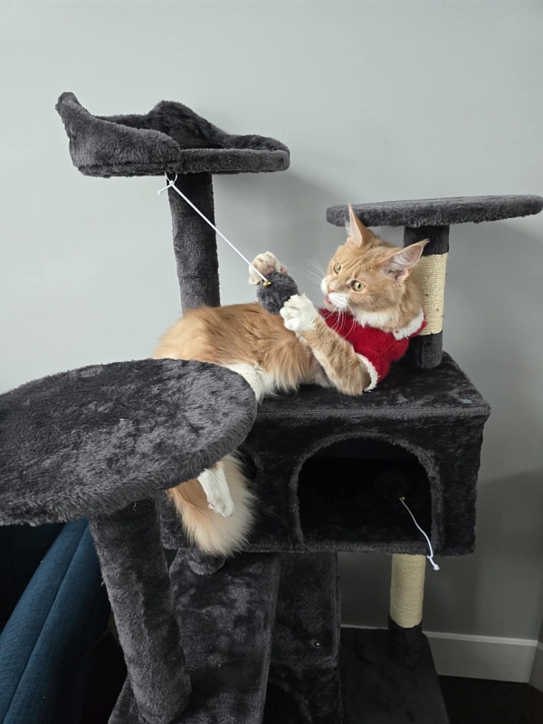 Nori  Monterini - Junior maine-coon 8 months 2.5 weeks