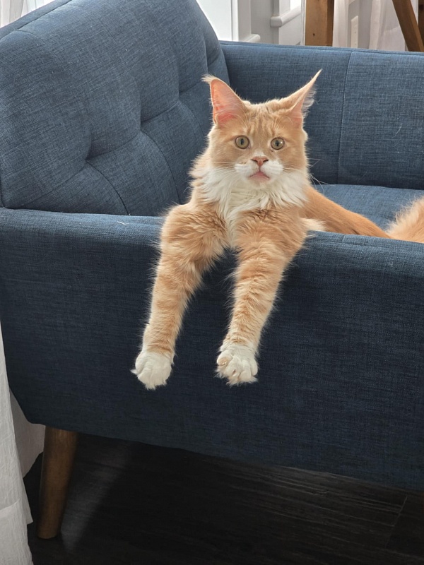 Nori  Monterini - Junior maine-coon 8 months 2.5 weeks