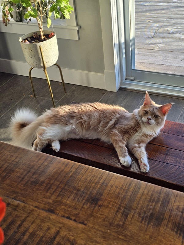 Nori  Monterini - Junior maine-coon 8 months 2.5 weeks