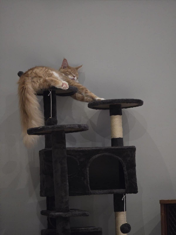 Nori  Monterini - Junior maine-coon 8 months 2.5 weeks