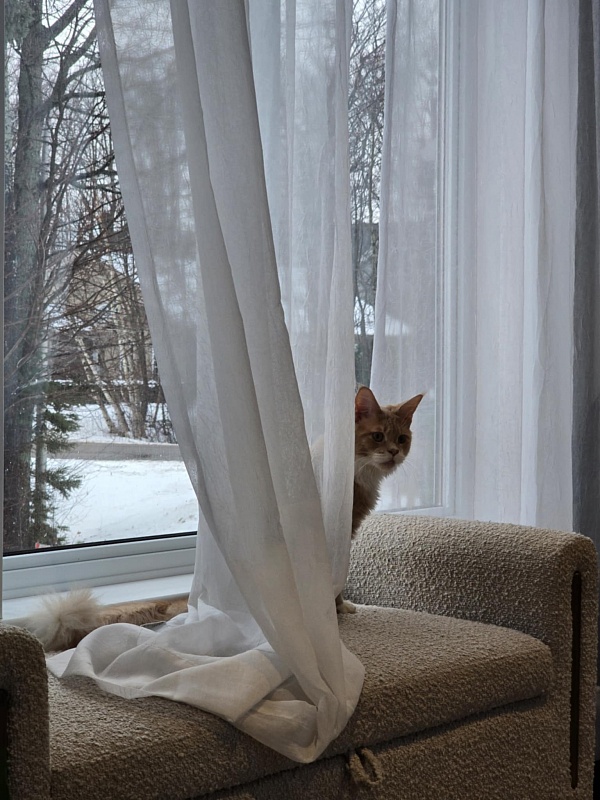 Nori  Monterini - Junior maine-coon 8 months 2.5 weeks