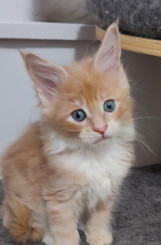 Nori  Monterini - Kitten maine-coon 1 month 3 weeks