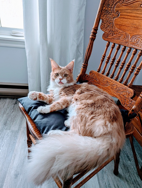 Nori  Monterini - Junior maine-coon 9 months 3 weeks