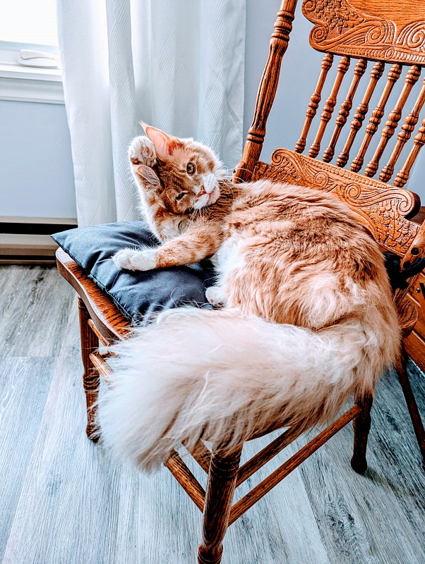 Nori  Monterini - Junior maine-coon 9 months 3 weeks