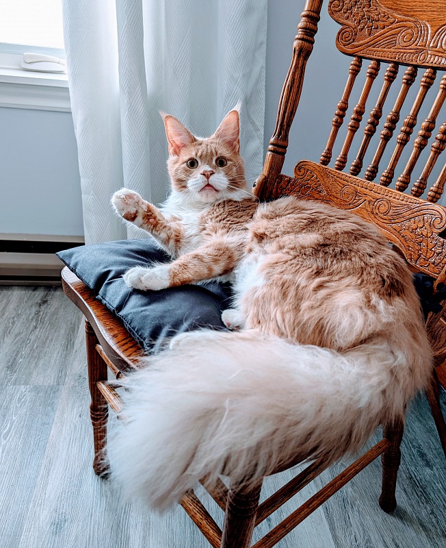 Nori  Monterini - Junior maine-coon 9 months 3 weeks