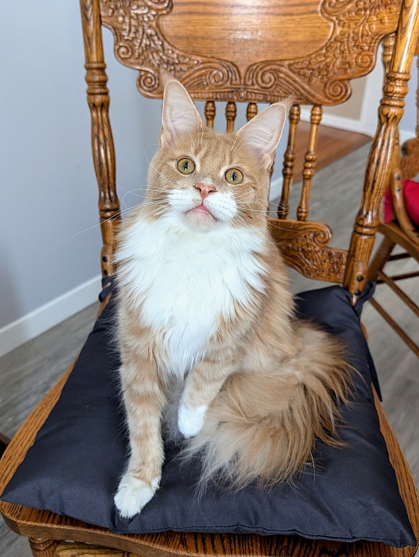 Nori  Monterini - Junior maine-coon 9 months 3 weeks