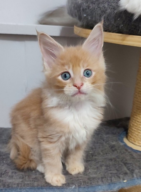 Nori  Monterini - Kitten maine-coon 1 month 3 weeks