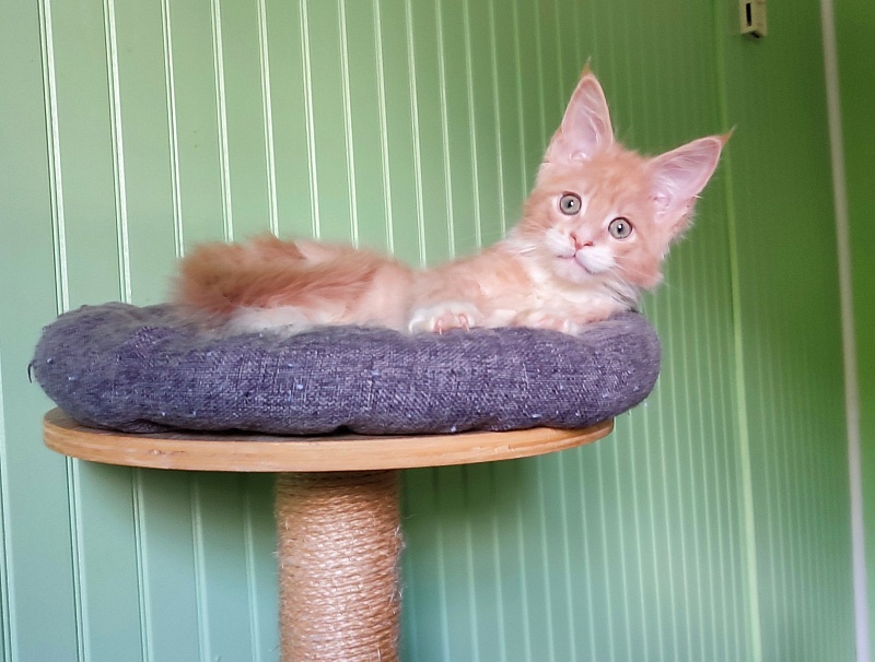 Nori  Monterini - Kitten maine-coon 2 months 1.5 week