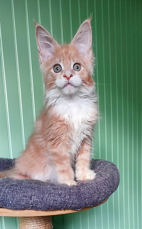 Nori  Monterini - Kitten maine-coon 2 months 1.5 week