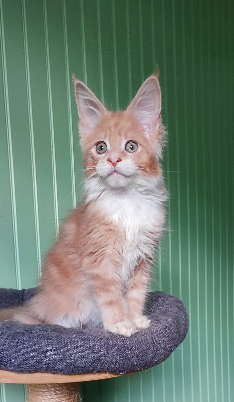 Nori  Monterini - Kitten maine-coon 2 months 1.5 week