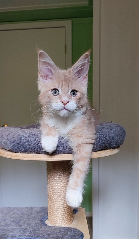 Nori  Monterini - Kitten maine-coon 2 months 4 weeks