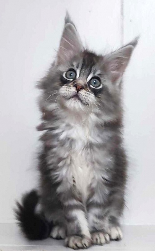 Nashville Monterini - Kitten maine-coon 2 months 0.5 weeks