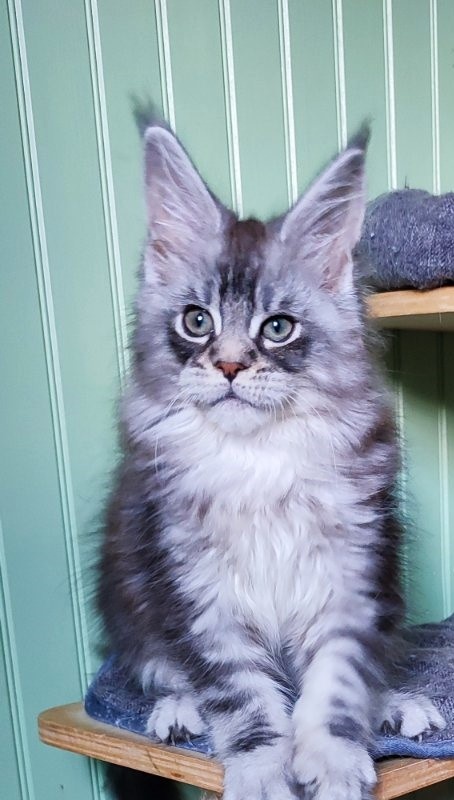 Nashville Monterini - Kitten maine-coon 2 months 1.5 week