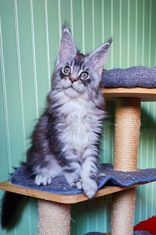 Nashville Monterini - Kitten maine-coon 2 months 1.5 week