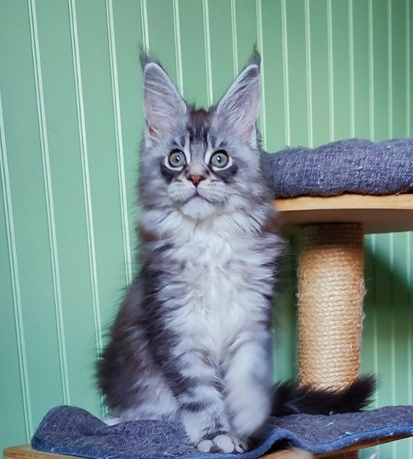 Nashville Monterini - Kitten maine-coon 2 months 1.5 week