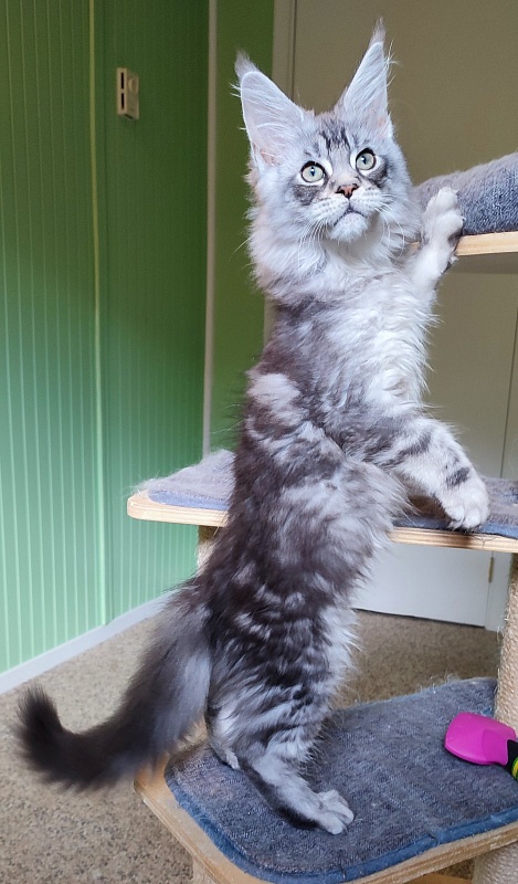 Nashville Monterini - Kitten maine-coon 2 months 4 weeks