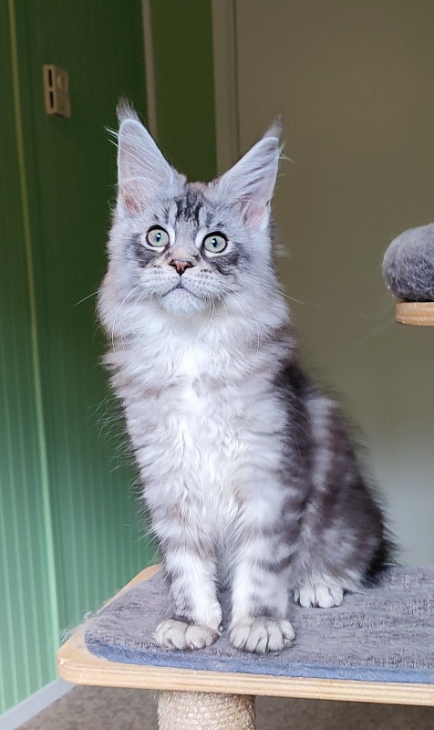 Nashville Monterini - Kitten maine-coon 2 months 4 weeks