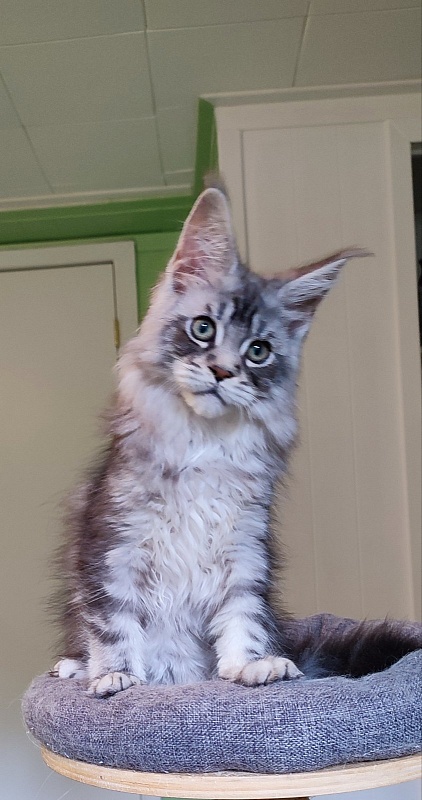 Nashville Monterini - Kitten maine-coon 2 months 4 weeks