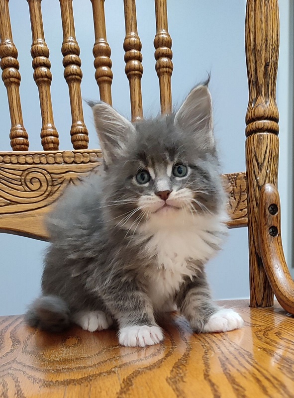 Nance Monterini - Kitten maine-coon 1 month 1 week