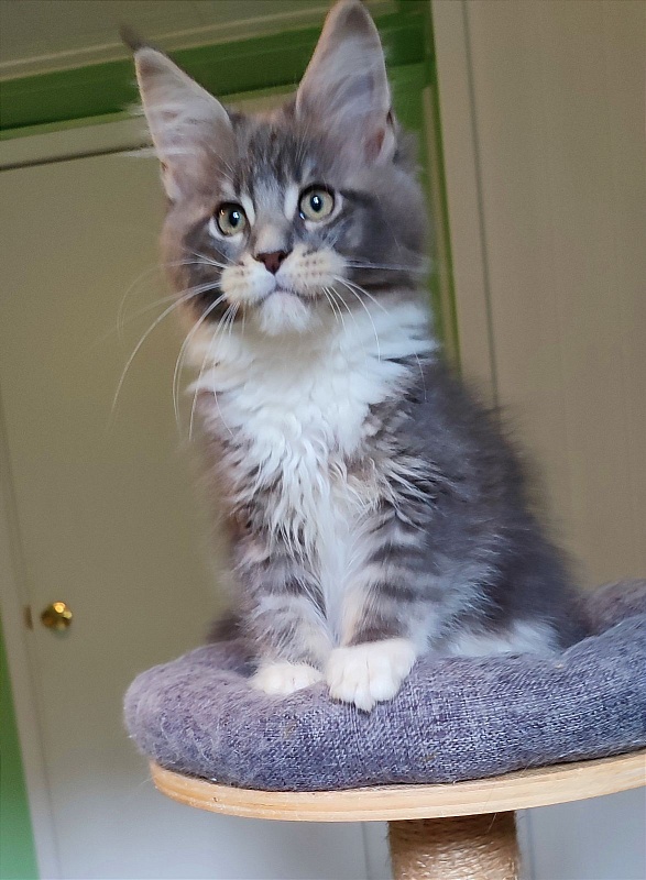 Nance Monterini - Kitten maine-coon 2 months 4 weeks