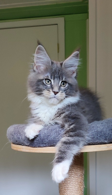 Nance Monterini - Kitten maine-coon 2 months 4 weeks