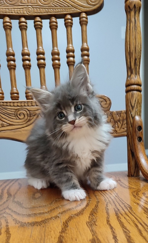 Nance Monterini - Kitten maine-coon 1 month 1 week