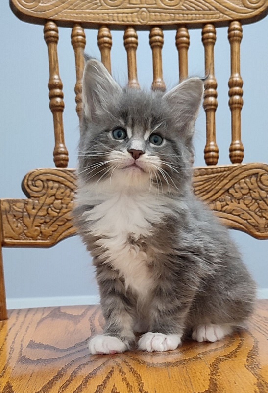 Nance Monterini - Kitten maine-coon 1 month 1 week